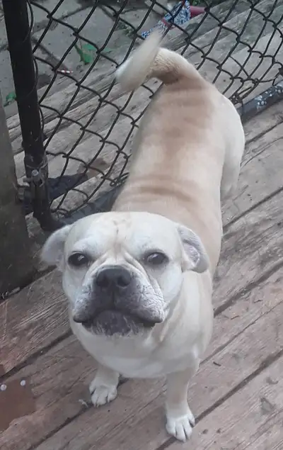 American Bulldog & Pug trained, needing homes!, View more