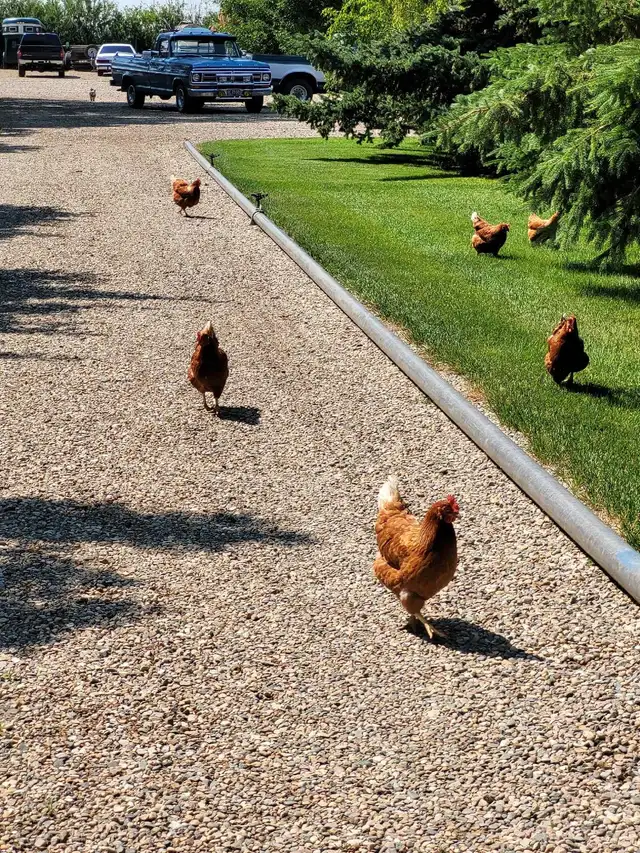 Farm Fresh Eggs544789767484887044