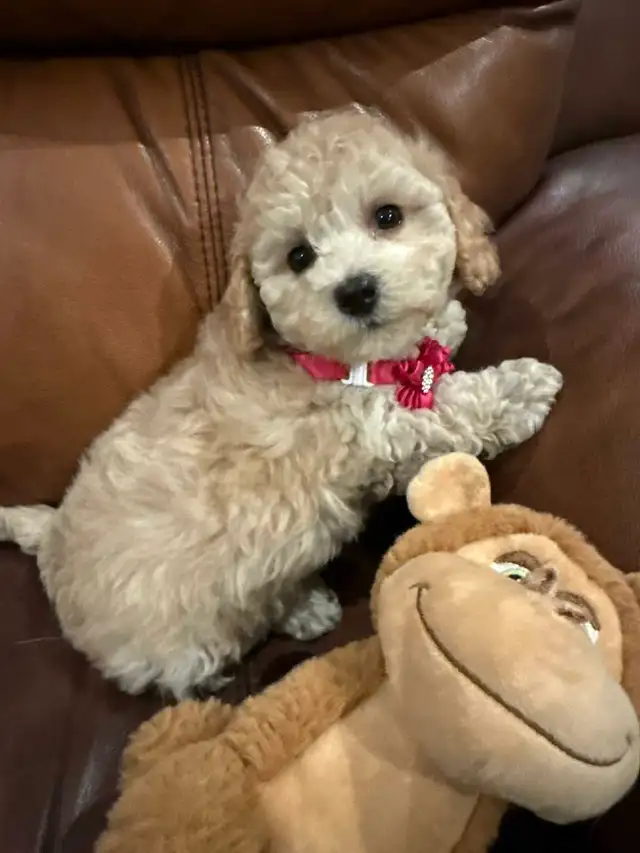 Gorgeous female Bichonpoo puppy in Dogs & Puppies for Rehoming in City of Toronto - Image 5