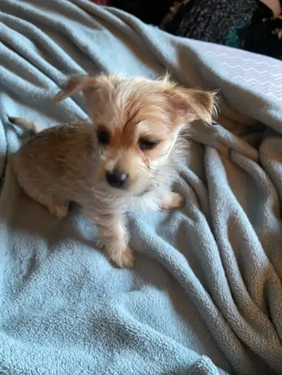 5 Morkie Puppies looking for their forever family - 2 males & 3 females - 2 light brown & 3 Yorkie c...