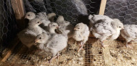 Levender orpington chicks 