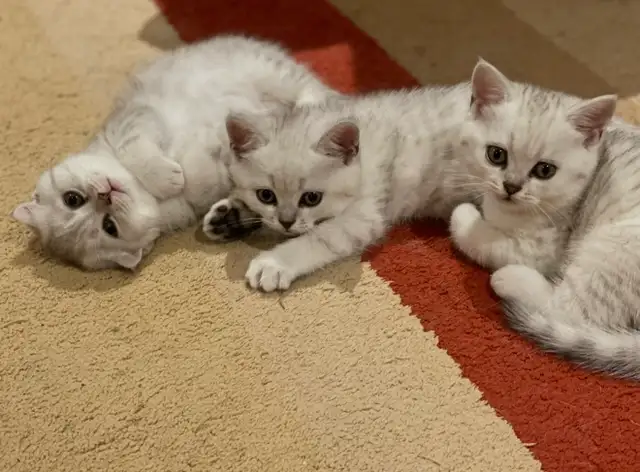 ❤️❤️Cute Purebred British/Scottish shorthair kittens in Cats & Kittens for Rehoming in City of Toronto - Image 3