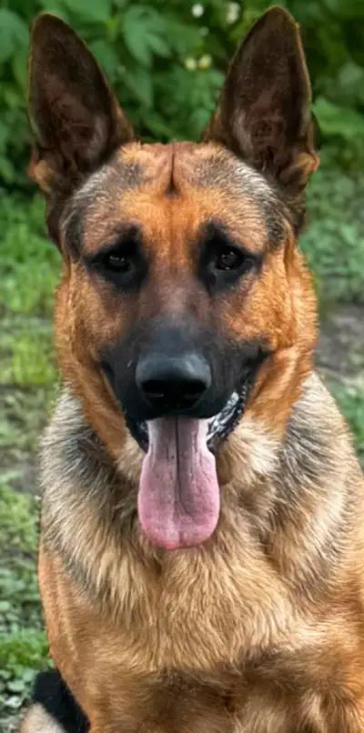 KING SHEPHERD PUPPIES, View more