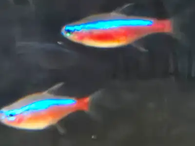 Jumbo breeder sizes Cardinals, View more