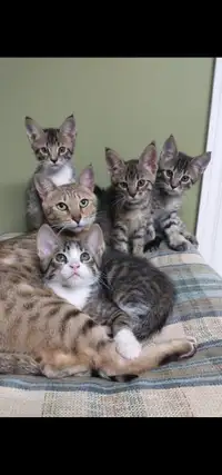 Stunning Maine coon / savannah kittens