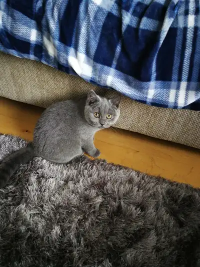 Chatte vaccinée, opérée et enregistrée de race british shorthair. Elle est grise bleutée avec les ye...