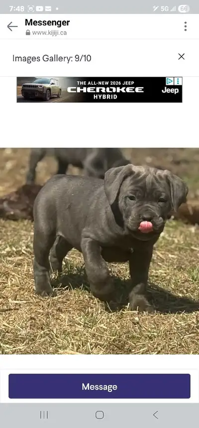 These beautiful puppies come from the granddaughter of the highly decorated show dog, “Ch High Volta...