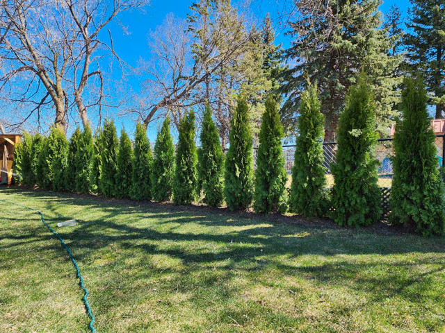 Cedar trees emerald in Plants, Fertilizer & Soil in City of Toronto