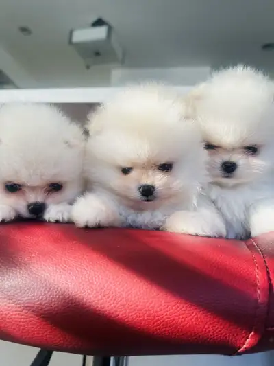 Angel Pomeranian Puppies, View more