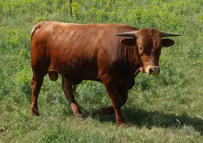 Wholistic Longhorn Bull, View more