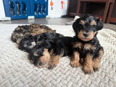 Cute Schnauzer x Poodle Puppies  ( Schnoodles), View more