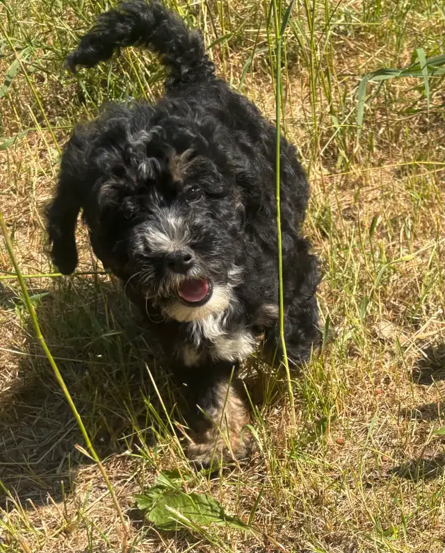 In training Mini Bernedoodles in Dogs & Puppies for Rehoming in Mississauga / Peel Region - Image 9