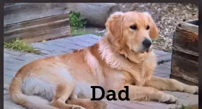 The next litter of pups will be born in May , I am now taking reservations for new pups. Don’t miss...