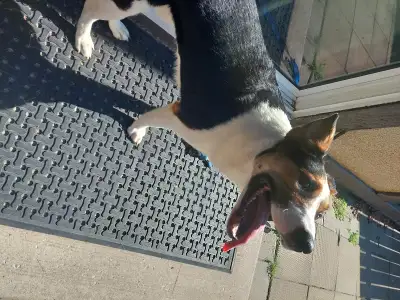 Panda looking for my forver home .heeler husky mix ,1 year old ,, View more