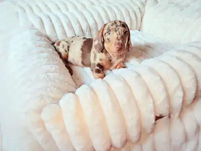 Sweet & Truly Gorgeous 9-Week-Old  Mini Dachshund Boy, View more