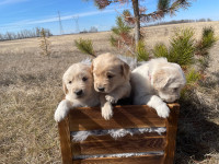 Ready Mid May- Golden Retriever pups