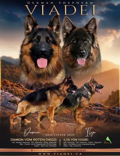 Berger Allemand Poil Long | Long Coat German Shepherd, View more