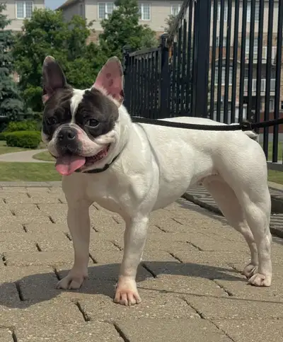 * French Bulldog female * Age - 20 months * Very healthy & active * Friendly with other dogs, people...