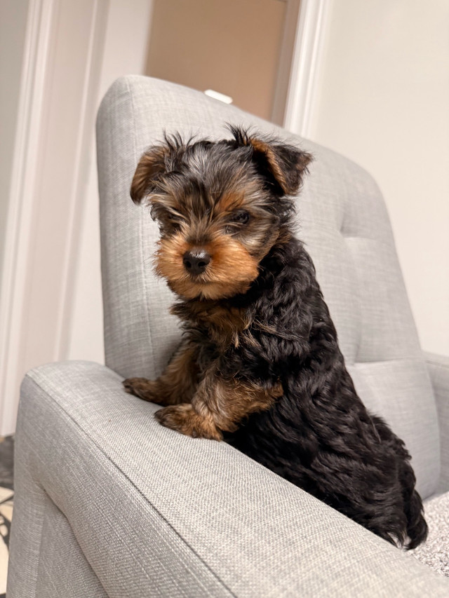 Yorkshire Terrier Puppies in Dogs & Puppies for Rehoming in Markham / York Region - Image 4