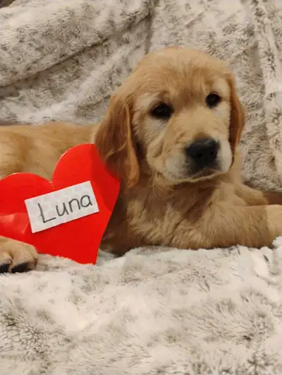 CKC Registered Golden Retriever Puppies Born December 25, 2025. Vet checked, first shots, dewormed a...