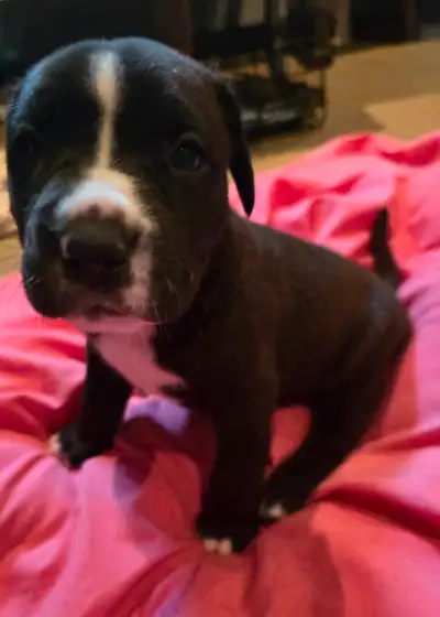 Puppies for Sale - Serious Inquires only Prices negotiable