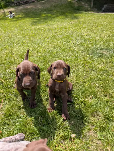Purebred German Shorthaired Pointer (GSP) puppies., View more