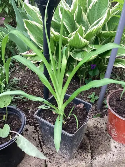 Garden Perennial Domestic Lily, View more