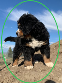 CKC Bernese Mountain Dog (Registered Puppies) One Girl Left