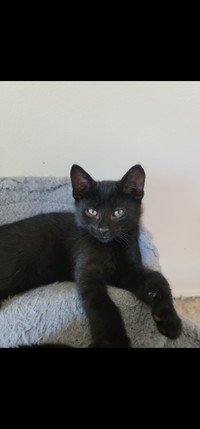 Hypoallergic russian boy kitten ready for rehoming
