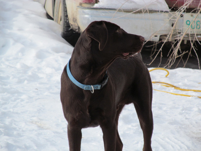Lab Pups in Dogs & Puppies for Rehoming in Regina - Image 4