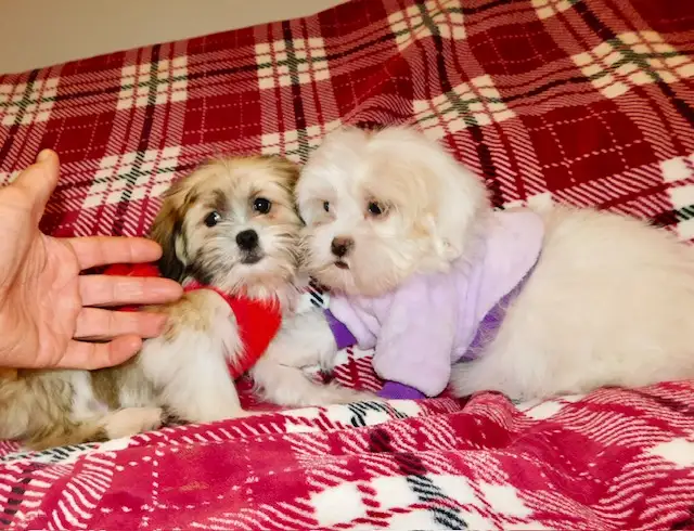 Chiots Malshi  (514-430-1821) in Dogs & Puppies for Rehoming in City of Montréal - Image 11