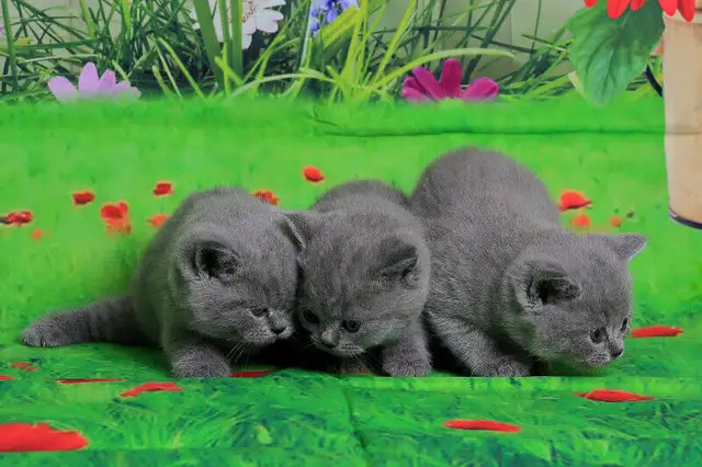 Top Quality Purebred British Shorthair Classic Blue Pedigree in Cats & Kittens for Rehoming in City of Toronto - Image 3