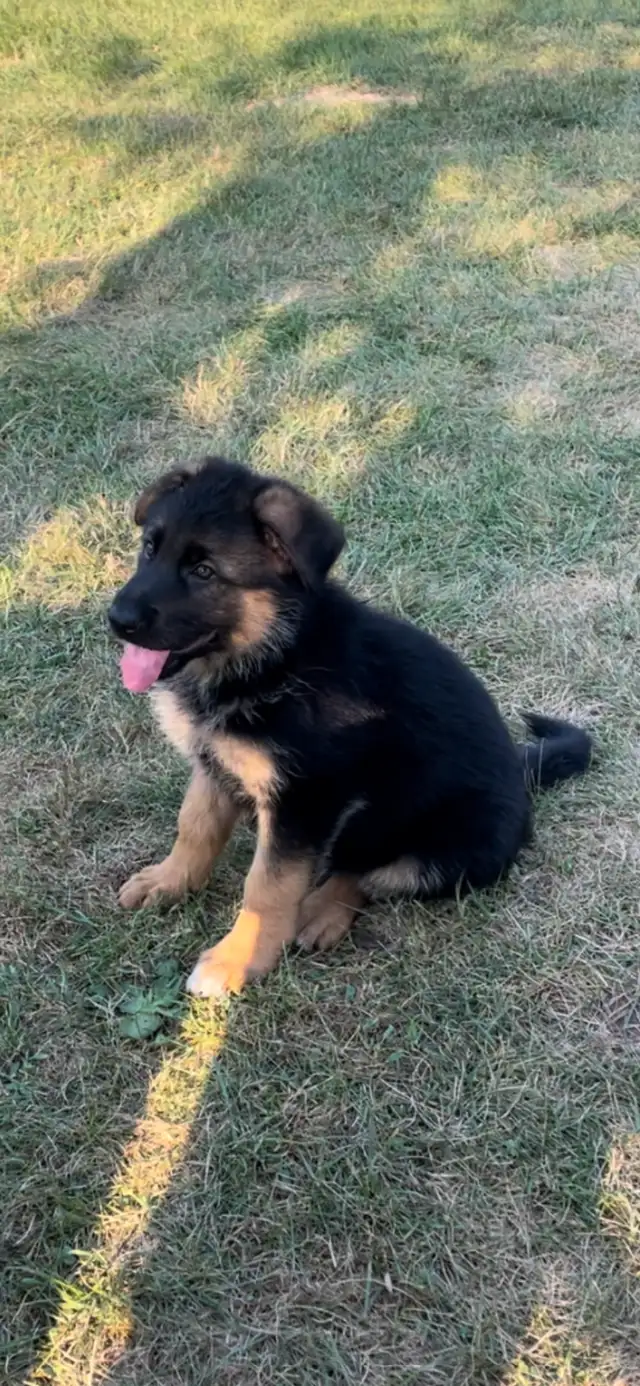 Purebred German Shepherd CKC Reg’d Female Puppy in Dogs & Puppies for Rehoming in Oshawa / Durham Region - Image 4