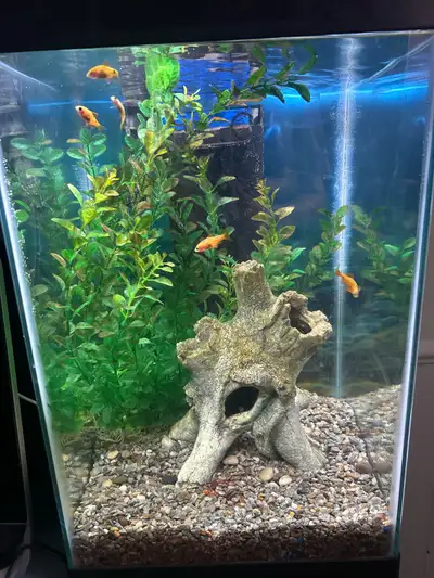 downsizing fish and reptile room low prices , View more