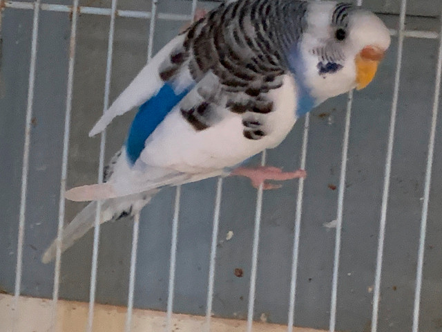 Budgies in Birds for Rehoming in Delta/Surrey/Langley - Image 2