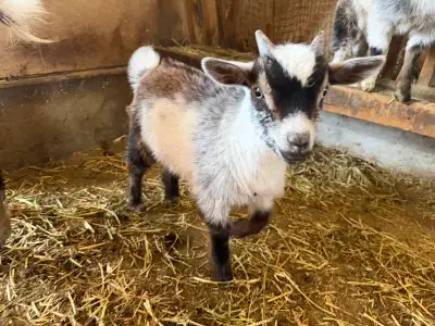 Nigerian Dwarf Bucklings Males for sale, View more