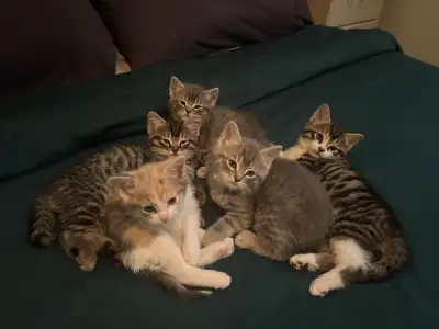 chaton à donner, View more