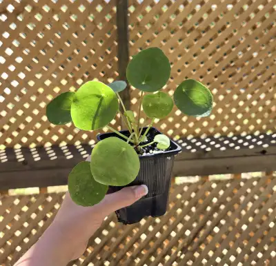 Chinese Money Plant (Pilea peperomioides), View more