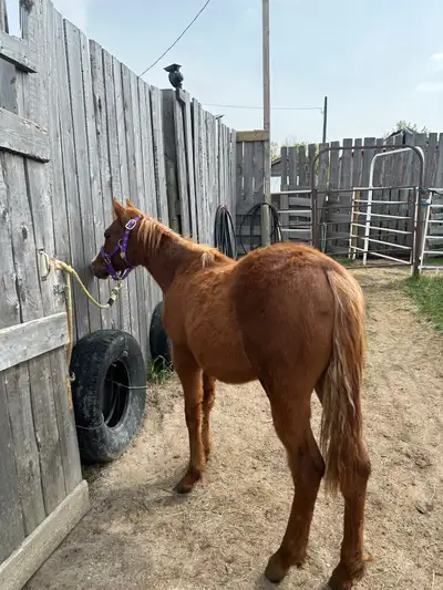 He is half paint and half quarter horse. His name is Phoenix, he is haulter broke, quiet, easy to ca...