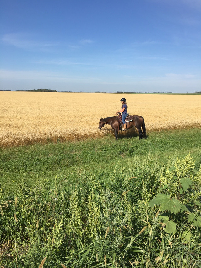 17 year old QH mare for sale in Horses & Ponies for Rehoming in Portage la Prairie - Image 3