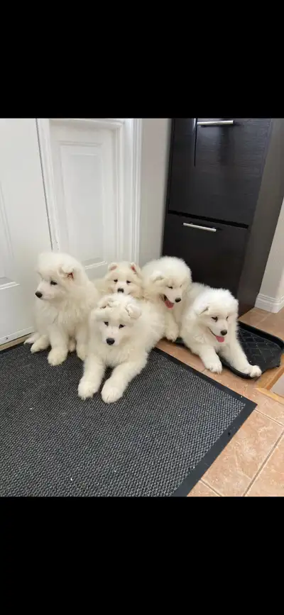 Beautiful Samoyed Puppies, View more