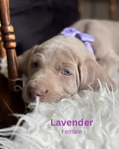 Weimaraner, View more