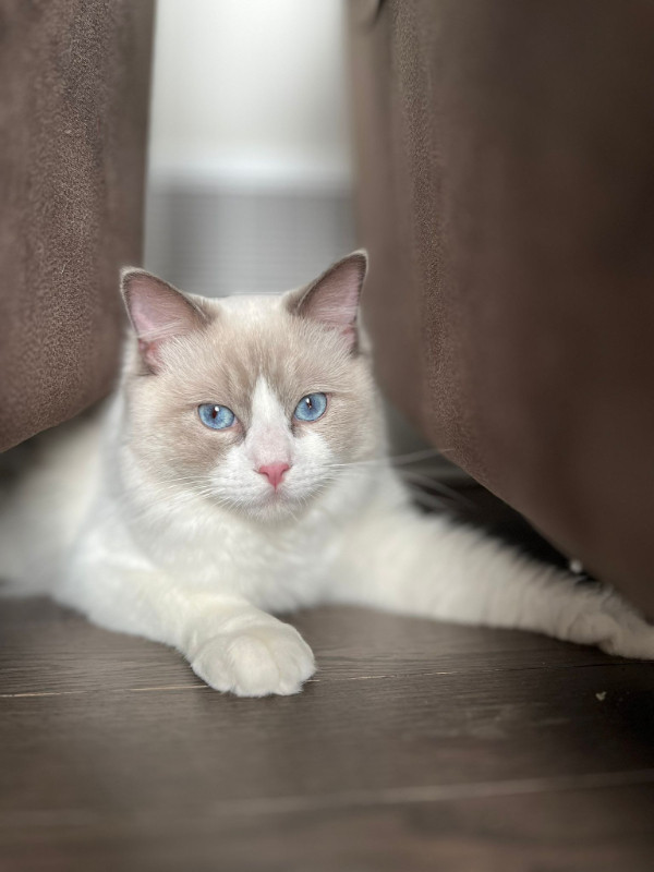 Ragdoll purebred boy for sale in Cats & Kittens for Rehoming in Ottawa - Image 2