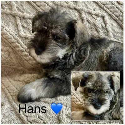 mini schnauzer pups, View more