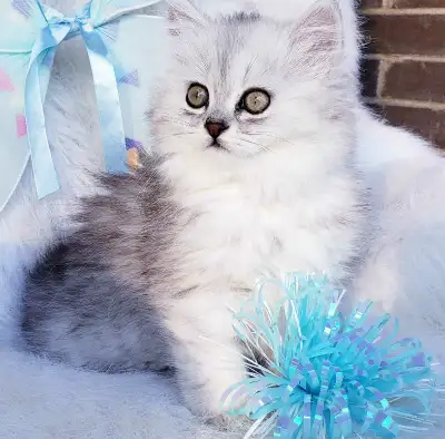 Chatons Persan mix chinchilla à vendre , View more