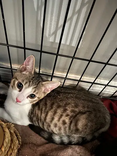 2 male kittens 4months , View more