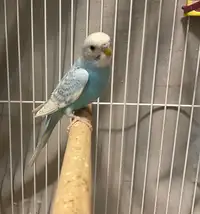 Blue Budgies for sale