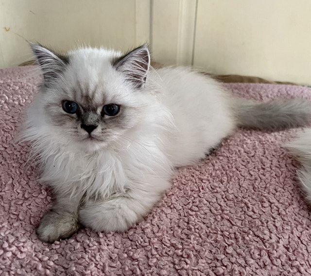 READY Now Pure Breed Persian Kittens Cats & Kittens for Rehoming