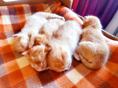 Reserve Now! Adorable Ginger Kittens Ready for June 1st