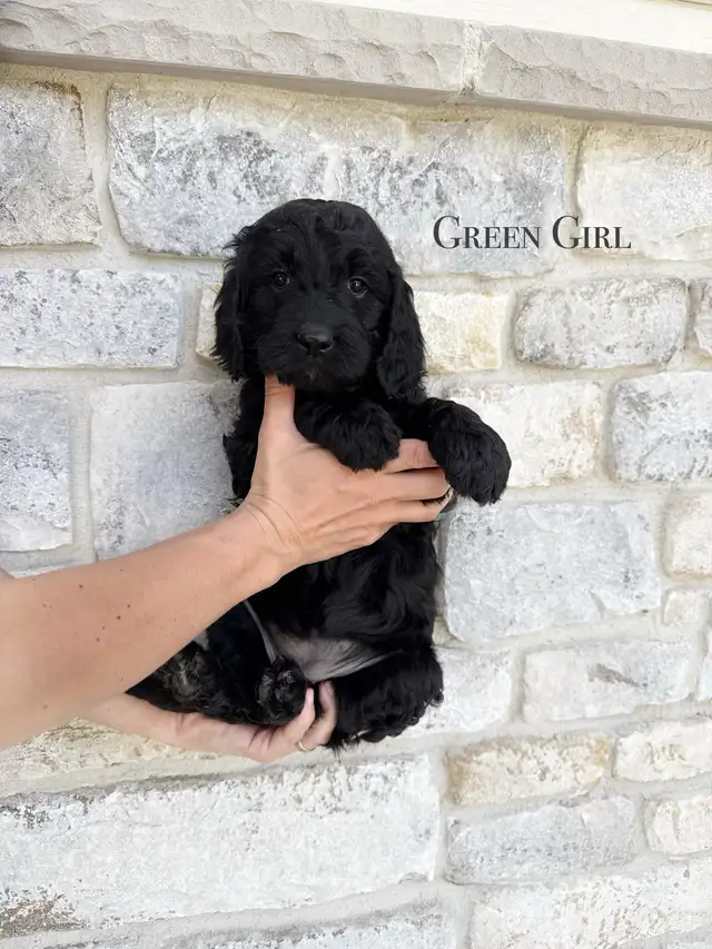 SOLD! Stunning Black Goldendoodle in Dogs & Puppies for Rehoming in Edmonton - Image 7